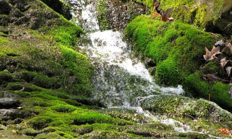 running stream at the woodland garden