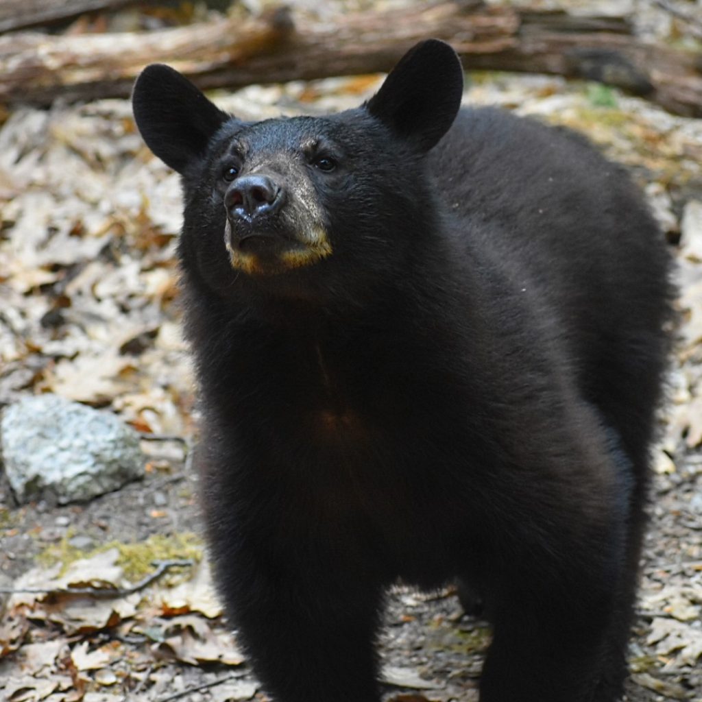 A black bear at Squam Lakes Natural Science Center