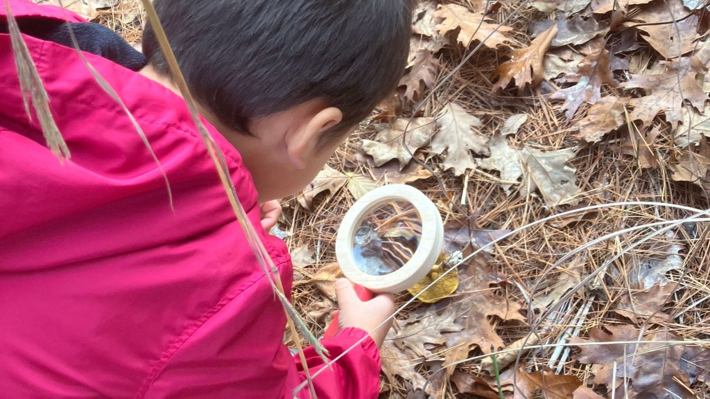 A young visitor investigates the forest floor with a handheld magnifying glass